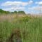 Wetlands by Bowleys Quarters Rd