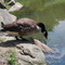 Goose testing the water at Brookside gardens