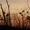Great Blue Heron rookery