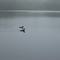 Loons