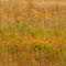 Prairie Wildflowers, Wild River State Park, Minnesota