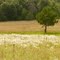 Tree and Prairie Wildflowers, Wild River State Park, Minnesota