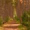 Trail through Norway Pines, Wild River State Park, Minnesota