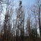 Forest History Center