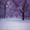 Winter Morning