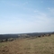 Westerly view with cattle