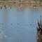 fuzzy ducks