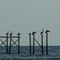 Pelicans Roosting