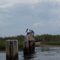 Brown Pelicans in Pipeline Canal