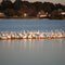 Pelicans on Pelhatchie Bay