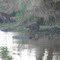 River Rats (Nutria)