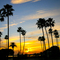 Palm Trees at Corona Del Mar Beach (hoangkhainhan.com)