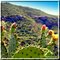 Little Sycamore Canyon Cactus