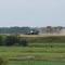 Combine harvesting wheat