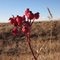 Wild prairie rose hips