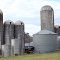 Silos on Still working Cattle Farm---st