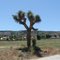 Joshua Tree, Palmdale, California