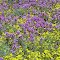 Wildblumen ohne Ende