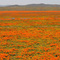 Poppies, Poppies and more Poppies!