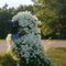 Clematis gone wild