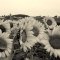 sunflowers gallore!!