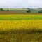 Fields of Nebraska