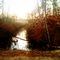 Cranberry Bog