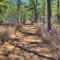 Batona Trail in Wharton State Forest
