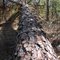 Downed Giant Pine on Penn Branch Trail