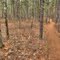 ...and through the Pines...