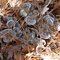 Huckleberry Bike Trail Fungus
