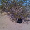 Desert guinea pig 'Joey Bronstein" resting under a creosote bush