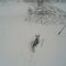 Puppy in a blizzard