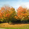 Patterson Watchtower School Trees