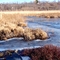 Bog