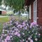 Nancy's flowers