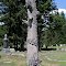 Tree tombstone