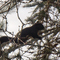 Fekete mókusunk   -  Our black squirrel