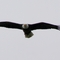 Bald Eagle in Longmont     (Fehérfejű rétisas)