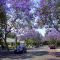 Blooming Street, LA, Ca.