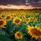 Sunset Sunflower Field in Longmont, Colorado