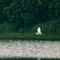 Egret