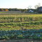 Friendly dog in the cabbage patch