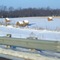 Baled hay off of US30 near Hayesville Ohio USA