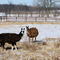 Llama in Zanesfield Ohio