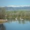 Pelicans at Walden Ponds (12)