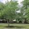 Community Grove