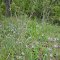 Creekside Flowers