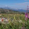View of Mt. Elbert