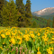 Mule's ears Crested Butte